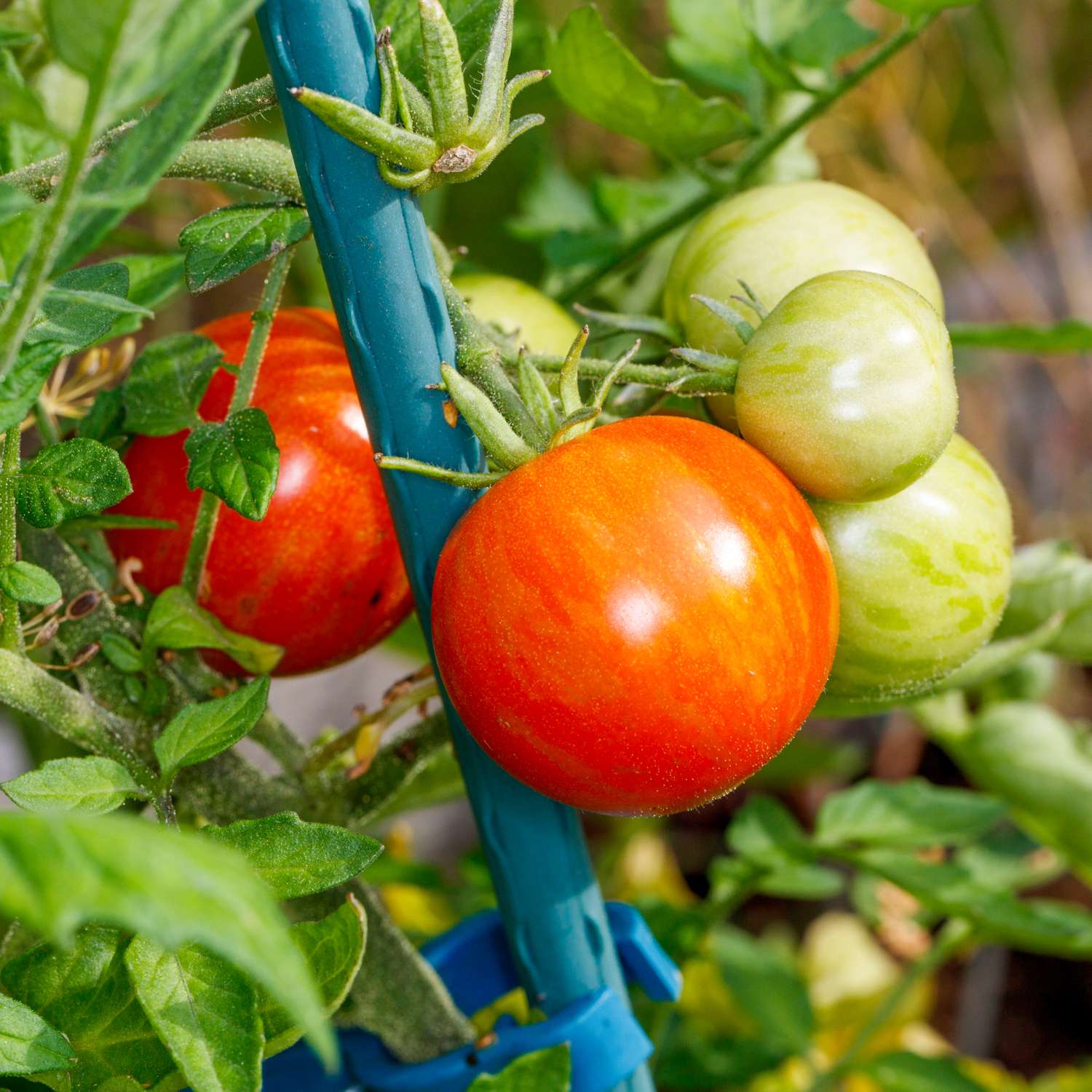 Tomate 'Tigerella' (graines)